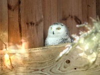 なぜこんなところに？寒冷地仕様のシロフクロウが温暖なカリフォルニアに出没