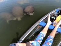 野生のマナティがあらわれた！仲間になりたそうに透明ボートに近づいてきたぞ（アメリカ）