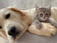 自分の寝床で子猫が寝てる？愛犬「いいのよ、いっしょにお昼寝しよう！」と、優しくベッドをシェアする