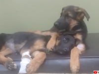 病気の妹を励まそうと片時も離れずに抱きかかえる兄犬（エジプト）