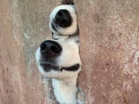 視線を感じる？それ、犬です。日常で出会った犬の写真をSNSにシェアするの会