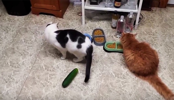 cats--vs-cucumbers1