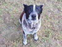 迷子になった3歳の少女に寄り添い雨の中、一晩中守り続けた17歳の老犬（オーストラリア）