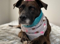 ただ生かされていた状態だった犬が、やさしい飼い主に巡り合い、おもちゃやベッド、人間の愛情の存在を知る（アメリカ）