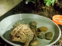 3年間自宅のベランダのタイルに住み着いたカエルのために、快適な家を作ってみた