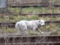 線路をさまよっていた老犬、マイクロチップで身元が判明するも飼い主が引き取りを拒否。だが幸せはその先にあった。