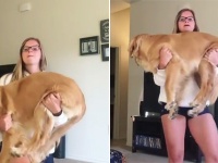 流行ってるらしい、犬を抱きかかえながらのエクササイズ「ワン・デ・スクワット」