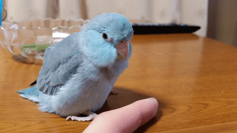 小さくて愛らしい姿が魅力的! 初心者におすすめのインコとは?#6