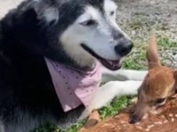 犬と鹿の間に生まれた異種間友情。病気で弱った子鹿の毛づくろいをしてお世話をする犬がいた。
