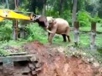穴に落ちた子供の象、助けてくれたショベルカーに「ありがとう」の気持ちを全身で表現