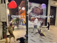 トルコの名物犬、風船を落とさずに何度もトスできるよ！
