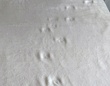 お猫様による〝最高ベッドメイキング〟に1.9万人にっこり　「月面かな」「新たな枯山水」