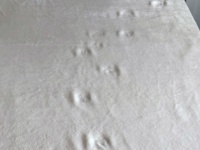 お猫様による〝最高ベッドメイキング〟に1.9万人にっこり　「月面かな」「新たな枯山水」