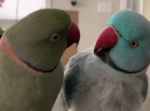 「とてもかわいい愛らしい兄弟」まるで人間のように会話を楽しむインコの兄弟が話題に