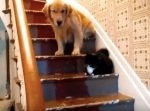 猫を怖がるワンちゃんが階段を降りられない…　果たして無事に降りられるのか？？
