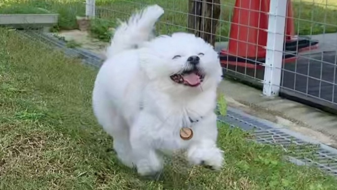 完全に（⌒▽⌒）この顔　ドッグランが楽しすぎて「漫画の世界の犬」になったワンコが激写される