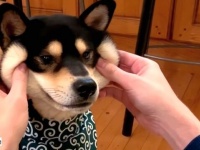 柴犬の顔は液体だった？「いじらせてくれないとプレゼントあげないよ！」というご主人に黒柴もため息