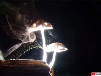 幻想的だけど怖くもある。キノコが大量の胞子を飛ばす瞬間をとらえた映像