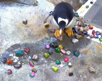 微笑ましすぎる。キラキラの石を愛する相手にプレゼントする動物園のペンギン