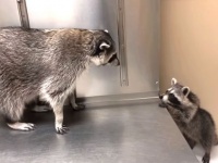 「オマエ何？」「アンタ誰？」アライグマのティトとチートのどきどきファーストエンカウンター