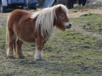 思っていたより小さい。中世の騎士が乗っていた馬は、ポニーサイズだったことが判明