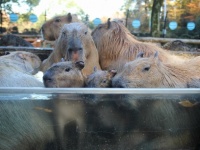 2013年11月のカピバラ温泉（画像提供：こども動物自然公園）