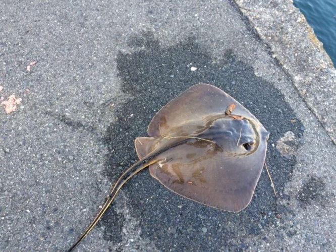 アカエイ（画像はイメージ）