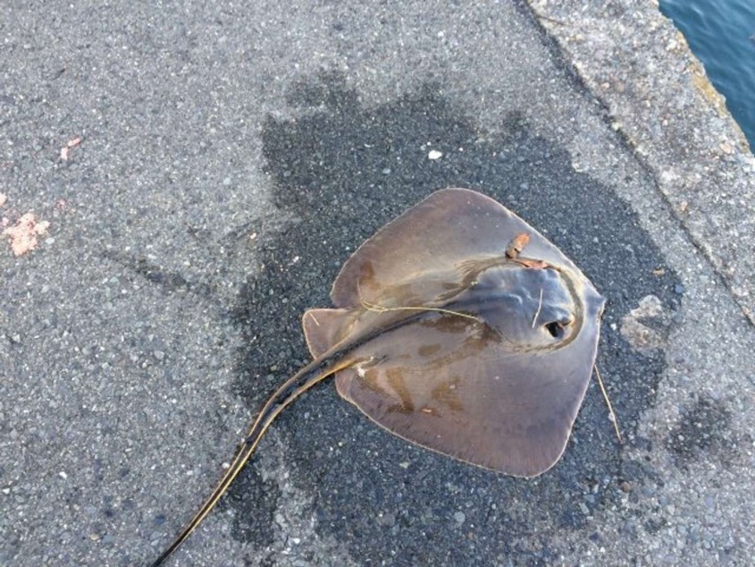 アカエイ（画像はイメージ）