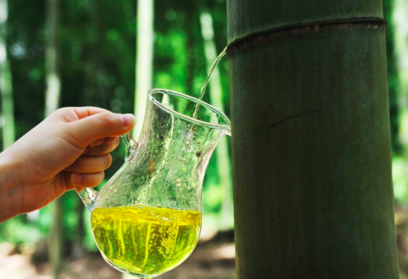 竹からお酒ができる?中国で竹の幹を使ったお酒が大ブームに