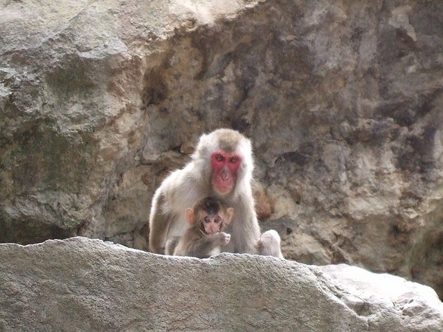 Monkeys on Mt. Takasaki