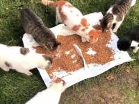 なんと居候猫たちの部屋が水浸しに！ダルタニャンと仲間たちの安住の地で事件が発生した模様