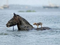同種だって異種だって。仲良くお互いを助け合っているように見える動物たちの画像
