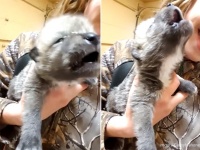 オオカミの赤ちゃん、はじめての遠吠えがかわいすぎて悶絶（要音声）