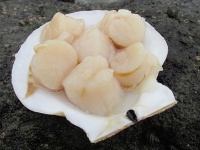 ホタテ（あおもりくまさん撮影、Wikimedia Commons