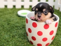 犬顔、猫顔、塩顔。イケメンの種類と特徴