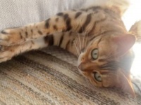 日向ぼっこがまだ足りニャい！お日さまを追いかけてお腹をあたためるベンガルキャット