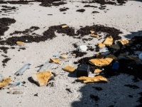 海洋ゴミが生態系を狂わせる。プラスチックごみをヒッチハイクして移動することを覚えた沿岸生物たち