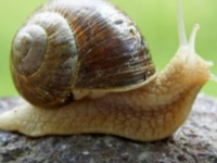 梅雨時の人気者「カタツムリ」、ノロノロしているように見えて実は決断力のある生き物だった！？