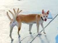 うわ、ビックリ！愛犬の写真を撮ってみたら…？パノラマ写真の失敗作が想定外に面白かった