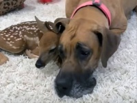 我が子全員と離れ離れになった母犬は孤児の子鹿にすべての愛情を注ぐように