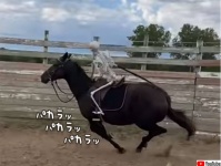 馬に乗ったゴーストライダー？骸骨を背に乗せ走る馬