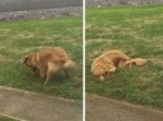 「イタズラ見つかっちゃった！」庭を掘り返した穴を必死で隠す犬が可愛い
