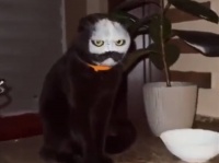 何かと思えば猫だった。海外で歌舞伎キャットと話題になっていた猫