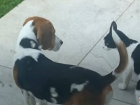 「これからもずっと一緒にいようね！」友だちが欲しかった犬と、愛情を求める野良猫。2匹の出会いは新たな物語の始まりだった