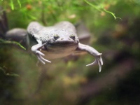 5種の薬剤カクテル療法でカエルの手足を完全に再生させることに成功。再生医療に光明