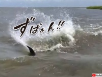 ちょっと人間からかってやるか。サメを装い猛烈な勢いで水しぶきを上げ接近した2頭のイルカ