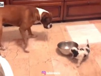 イタズラ大好きなちいちゃい子犬、大きい犬がご飯を食べてる最中に突然やって来たと思ったら…