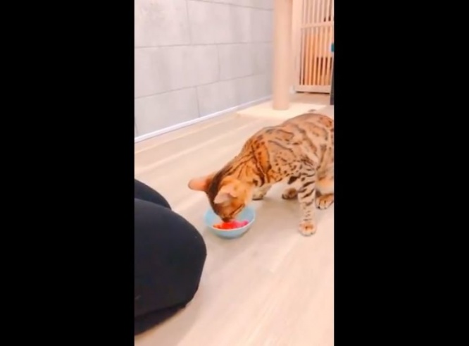 モグモグ