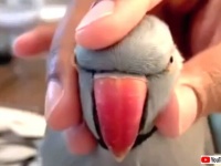ギュッてやったら「アーッ！」って鳴く？頭をつかむと音が出るワカケホンセイインコ