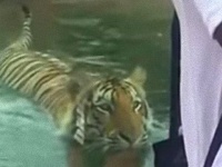 いち、にの、じゃ～んぷ！だからトラに背中を見せるなとあれほど...。後ろからこっそり忍び寄るトラ